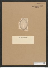 Cocconeis scutellum var. doljensis Pont. (de-Toni-Nr.: Genus 40, Species 1812) Zeichnungen Sammlung Grunow Nr. 3603 (NHMW-BOT-W0371198)